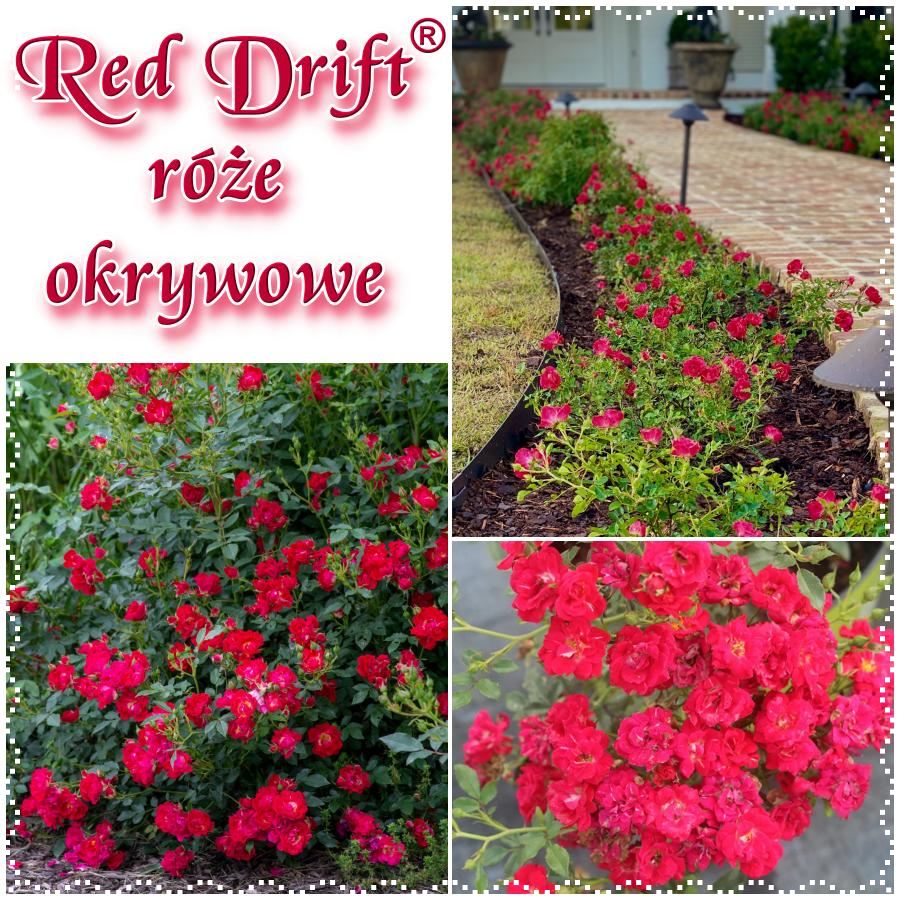 Red Drift róże okrywowe